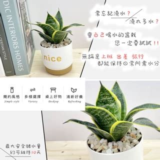 室內水生植物盆栽|水栽植物栽培秘訣：10種室內水養植物，打造綠意盎然的家